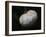 Pure White-Helen White-Framed Photographic Print