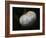 Pure White-Helen White-Framed Photographic Print