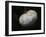 Pure White-Helen White-Framed Photographic Print