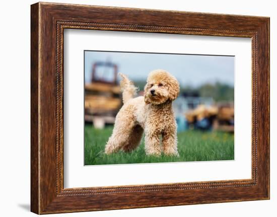 Purebred Curly Poodle Dog, Standing on the Green Grass in the Yard. Photo of a Cute Puppy from Belo-Linas T-Framed Photographic Print