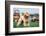 Purebred Curly Poodle Dog, Standing on the Green Grass in the Yard. Photo of a Cute Puppy from Belo-Linas T-Framed Photographic Print