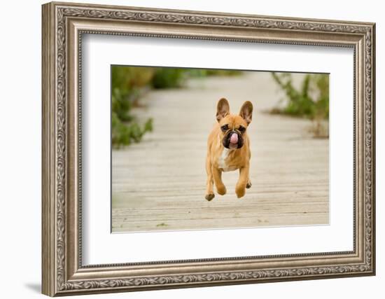 Purebred Dog Outdoors on a Summer Day.-Mikkel Bigandt-Framed Photographic Print