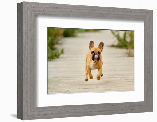 Purebred Dog Outdoors on a Summer Day.-Mikkel Bigandt-Framed Photographic Print