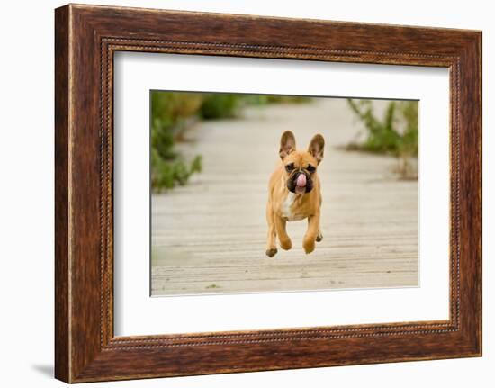 Purebred Dog Outdoors on a Summer Day.-Mikkel Bigandt-Framed Photographic Print