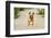 Purebred Dog Outdoors on a Summer Day.-Mikkel Bigandt-Framed Photographic Print