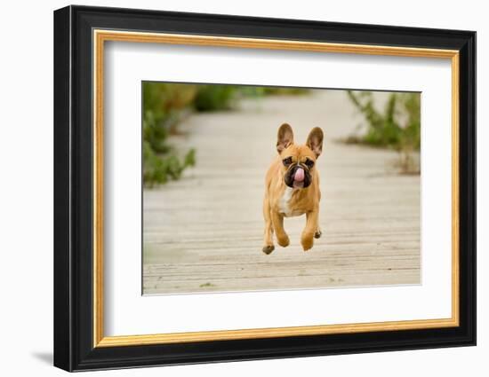 Purebred Dog Outdoors on a Summer Day.-Mikkel Bigandt-Framed Photographic Print