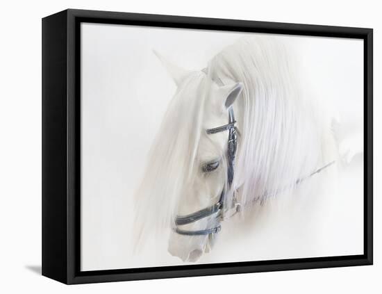 Purebred III-Ozana Sturgeon-Framed Premier Image Canvas