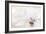 Purity-Jacky Parker-Framed Photographic Print