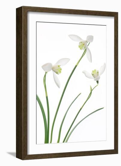 Purity-Jacky Parker-Framed Giclee Print