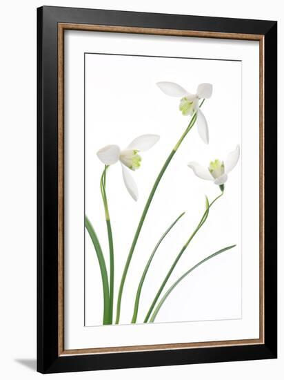 Purity-Jacky Parker-Framed Giclee Print