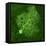 Purkinje Nerve Cell, Light Micrograph-Thomas Deerinck-Framed Premier Image Canvas