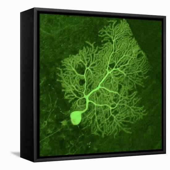 Purkinje Nerve Cell, Light Micrograph-Thomas Deerinck-Framed Premier Image Canvas