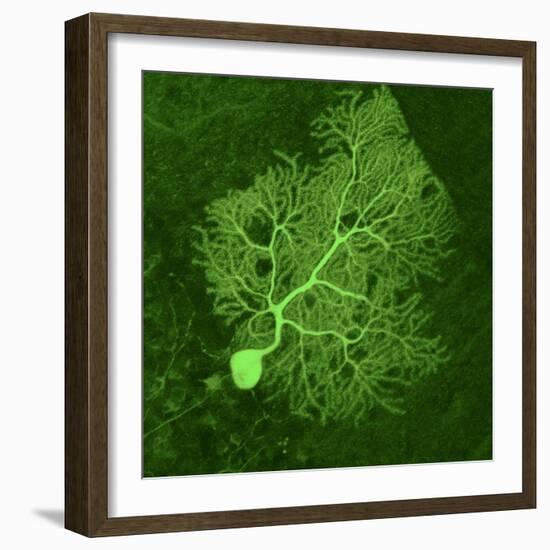 Purkinje Nerve Cell, Light Micrograph-Thomas Deerinck-Framed Premium Photographic Print