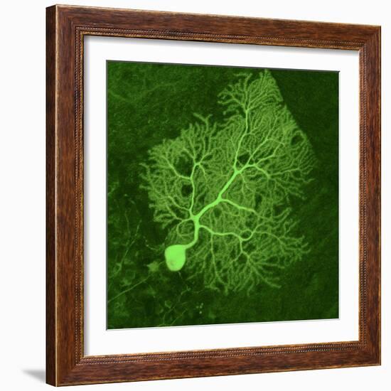 Purkinje Nerve Cell, Light Micrograph-Thomas Deerinck-Framed Premium Photographic Print