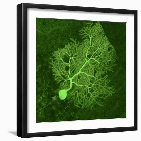 Purkinje Nerve Cell, Light Micrograph-Thomas Deerinck-Framed Premium Photographic Print