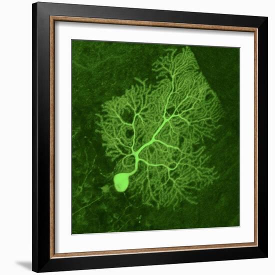 Purkinje Nerve Cell, Light Micrograph-Thomas Deerinck-Framed Premium Photographic Print