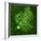 Purkinje Nerve Cell, Light Micrograph-Thomas Deerinck-Framed Premium Photographic Print