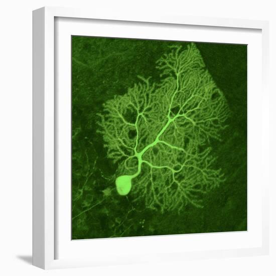 Purkinje Nerve Cell, Light Micrograph-Thomas Deerinck-Framed Premium Photographic Print