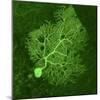 Purkinje Nerve Cell, Light Micrograph-Thomas Deerinck-Mounted Premium Photographic Print