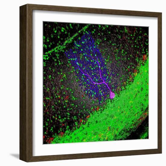 Purkinje Nerve Cell-David Becker-Framed Premium Photographic Print