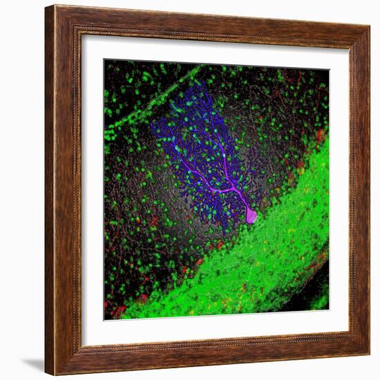 Purkinje Nerve Cell-David Becker-Framed Premium Photographic Print