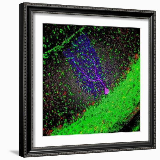 Purkinje Nerve Cell-David Becker-Framed Premium Photographic Print