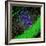 Purkinje Nerve Cell-David Becker-Framed Premium Photographic Print