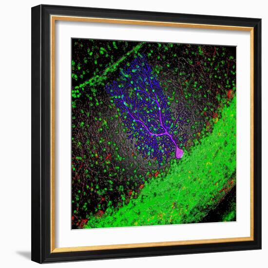 Purkinje Nerve Cell-David Becker-Framed Premium Photographic Print