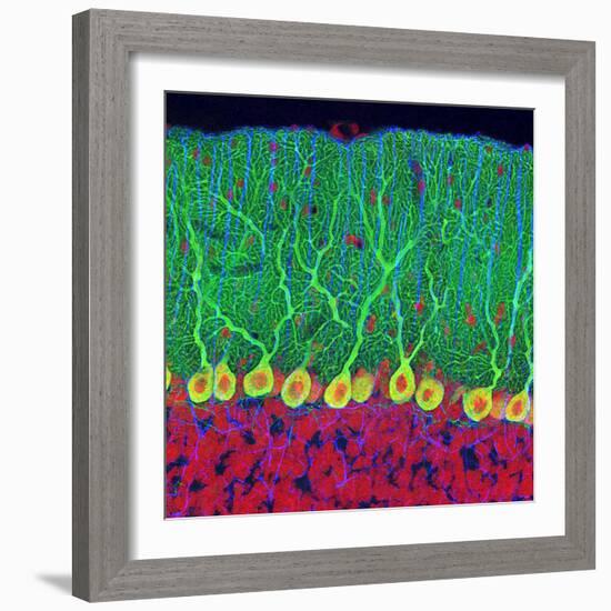 Purkinje Nerve Cells In the Cerebellum-Thomas Deerinck-Framed Premium Photographic Print