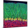 Purkinje Nerve Cells In the Cerebellum-Thomas Deerinck-Mounted Premium Photographic Print