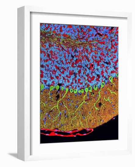 Purkinje Nerve Cells In the Cerebellum-Thomas Deerinck-Framed Photographic Print