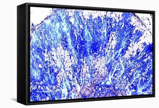 Purkinje Nerve Cells, Light Micrograph-PASIEKA-Framed Premier Image Canvas