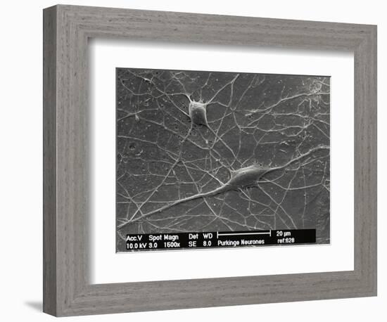 Purkinje Nerve Cells, SEM-David McCarthy-Framed Photographic Print