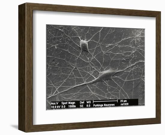 Purkinje Nerve Cells, SEM-David McCarthy-Framed Photographic Print