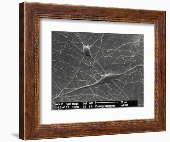 Purkinje Nerve Cells, SEM-David McCarthy-Framed Photographic Print