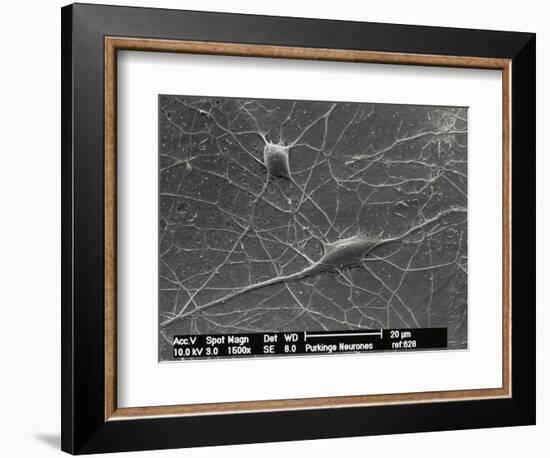 Purkinje Nerve Cells, SEM-David McCarthy-Framed Photographic Print