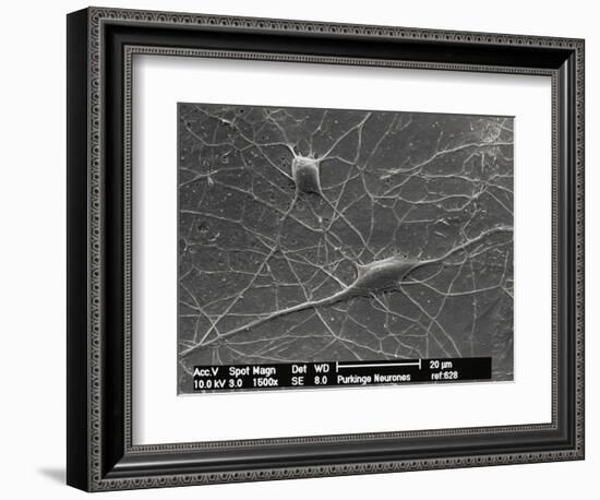 Purkinje Nerve Cells, SEM-David McCarthy-Framed Photographic Print