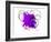 Purple Abstract Brush Splash Flower-Irena Orlov-Framed Art Print