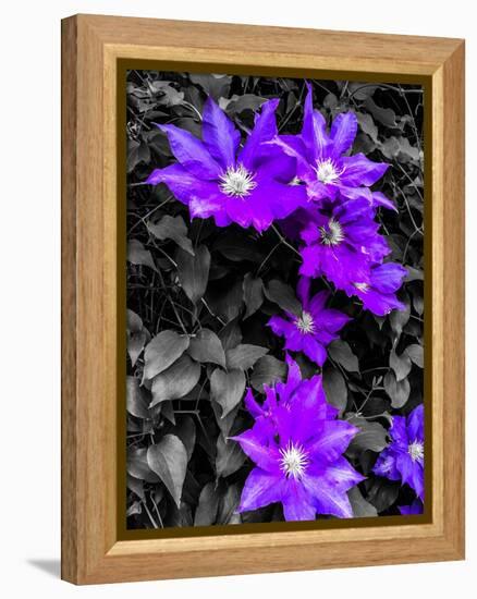 Purple and Grey Clematis-Heidi Bannon-Framed Stretched Canvas