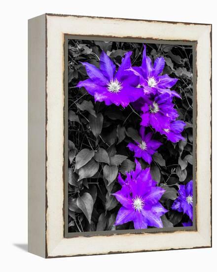 Purple and Grey Clematis-Heidi Bannon-Framed Stretched Canvas