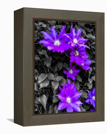 Purple and Grey Clematis-Heidi Bannon-Framed Stretched Canvas