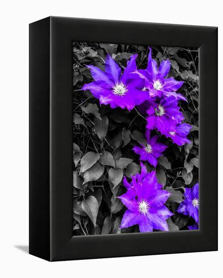 Purple and Grey Clematis-Heidi Bannon-Framed Stretched Canvas