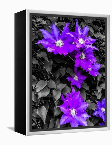 Purple and Grey Clematis-Heidi Bannon-Framed Stretched Canvas