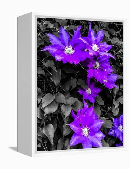 Purple and Grey Clematis-Heidi Bannon-Framed Stretched Canvas