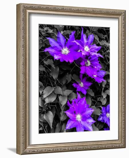 Purple and Grey Clematis-Heidi Bannon-Framed Photo