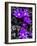 Purple and Grey Clematis-Heidi Bannon-Framed Photo