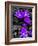 Purple and Grey Clematis-Heidi Bannon-Framed Photo