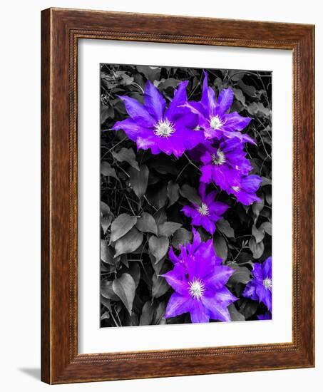 Purple and Grey Clematis-Heidi Bannon-Framed Photo