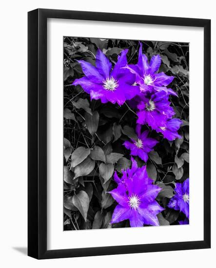 Purple and Grey Clematis-Heidi Bannon-Framed Photo