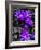 Purple and Grey Clematis-Heidi Bannon-Framed Photo